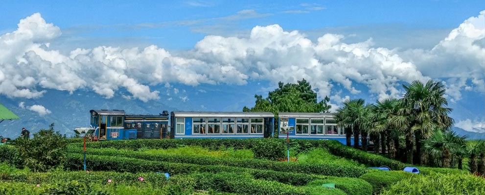 Darjeeling Tea Gardens