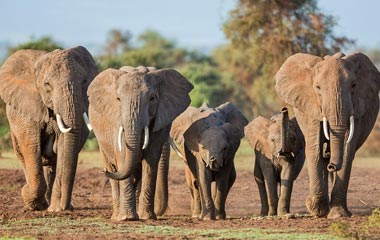 Dhikala Wildlife Sanctuary