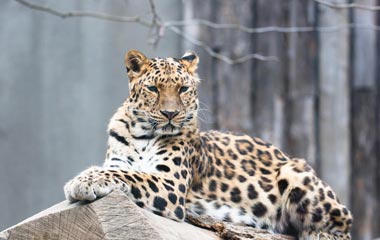 Eravikulam National Park