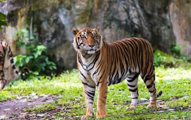 Ranthambore National Park