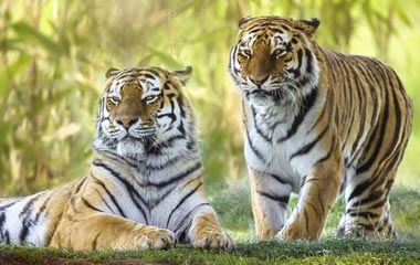 Jim Corbett National Park