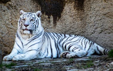 White Tiger at Bandhavgarh National Park