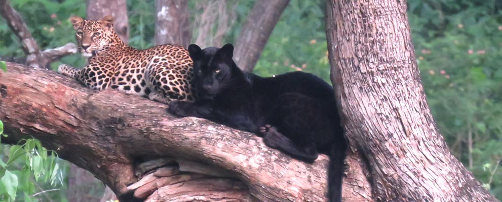 Madumalai Wildlife Sanctuary