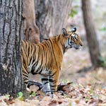 Bandhavgarh National Park, Madhaya Pradesh