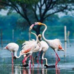 Keoladeo (Bharatpur) Bird Sanctuary, Rajasthan
