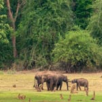 Coorge Wildlife Tour