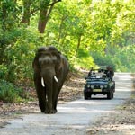 Corbett National Park, Uttaranchal
