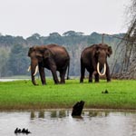 Kabini Wildlife Tour