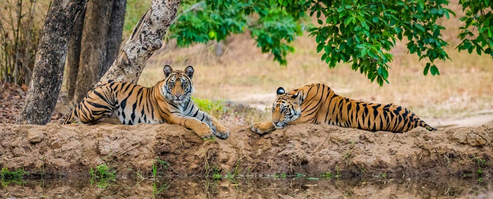 Kanha National Park