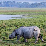 Kaziranga National Park, Assam