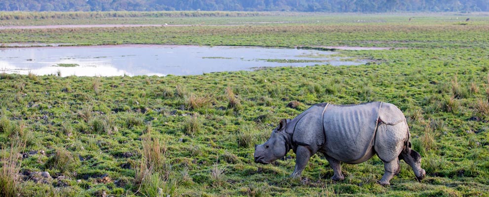 Kaziranga National Park