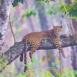 Mudhumalai Wildlife Tour