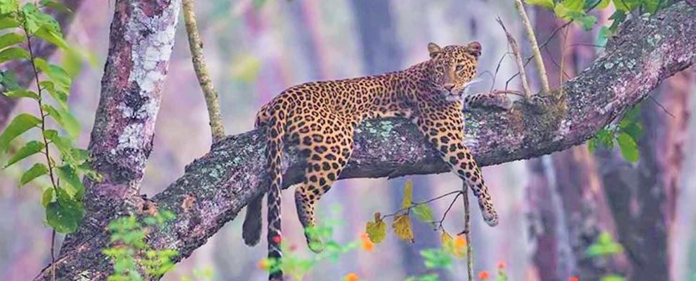 Mudhumalai National Park