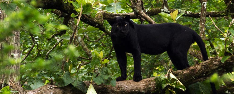 Nagarhole National Park