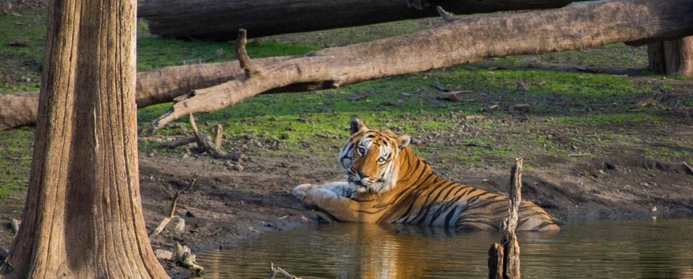 Pench National Park