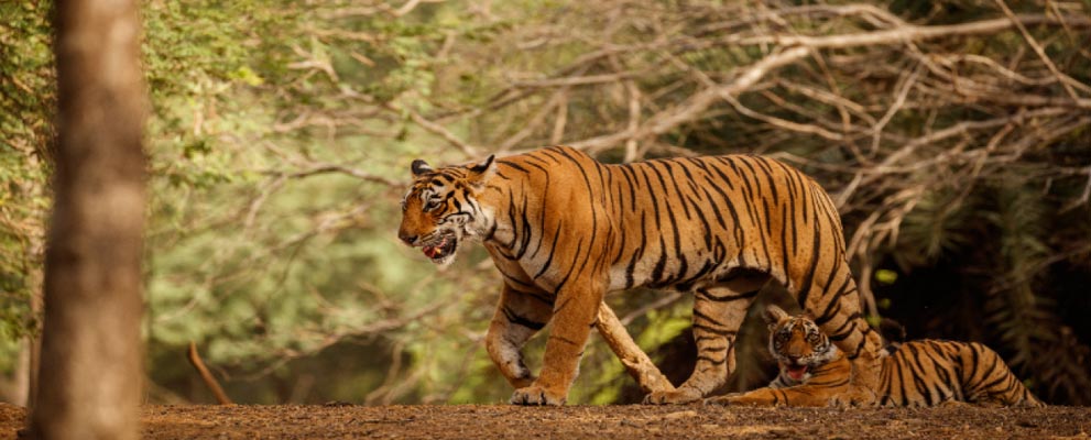 Sariska National Park
